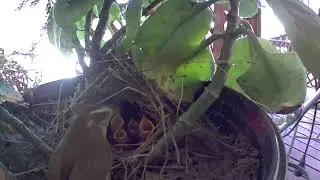 New family
