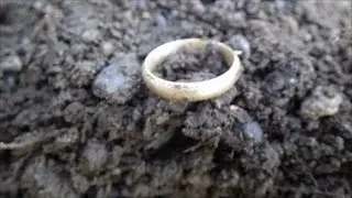 Metal Detecting - Badger hole and Gold !!