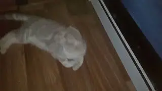 Фантом кошки !!!! 😱😱.Просто жесть !!😱!!😱!!😱!!