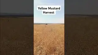 Yellow Mustard Harvest #farming #grainharvest #idaholife