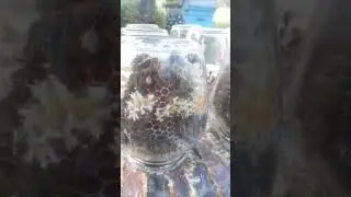 Эксперемнт с сотовым мёдом в баночках УДАЛСЯ👍