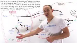 Glucose-alanine cycle