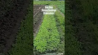Bok Choy Pechay Seedling Preparations #shortsvideo #shorts #agaderfarmland #pechay