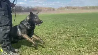 Dundee von Kayman obedience training in May 05/22