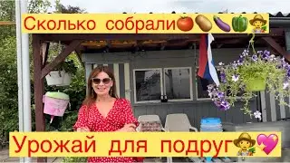 УРОЖАЙ ДЛЯ ПОДРУГ👩‍🌾💖СКОЛЬКО СОБРАЛИ🍅🍆🥔👩‍🌾