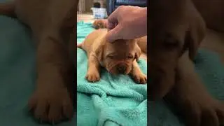 Cutest Fox Red Labs Ever!