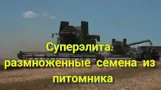 Элита, суперэлита: термины репродукции семян
