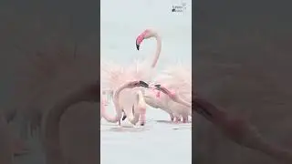 Pink beaked Flamingos  fighting #youtubeshorts #birdsanctuary #shortvideo #shorts