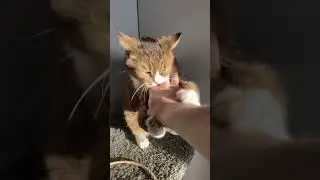 Как здоровается кот Вася