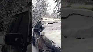 Патрол в дерево