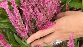 New Celosia Variety