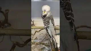 This gray show budgie is perfect #budgies #budgie #viral #muhabbetkuşu #periquito #muhabet