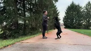 Elite Family and Personal Protection Dog- European Doberman