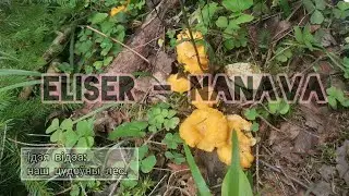 Eliser - Нанава | Music video clip | Беларускі лес | Beautiful forests of Belarus | і грыбочкі
