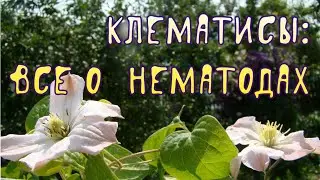 Клематисы. Все о нематодах