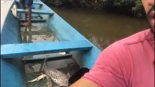 Perdi Surubim￼ gigante no Rio Xingu
