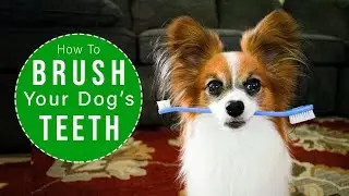 How To Brush Your Dogs Teeth EASY Steps // Percy the Papillon Dog