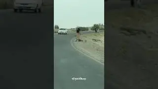 Толибон Эрон чегарасига катта кушин тупламокда.