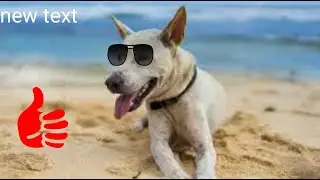 viral dog #shorts #viral shorts video