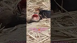 How dog love for her mother when her mother dead Street dog crying 😭 heart ❤️ touching movement.