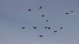 Полеты голубей. Атака ястреба и сокола.