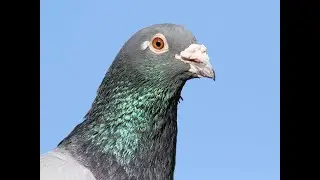 How to relax - watch this