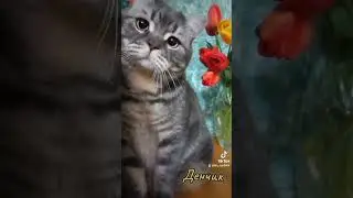 #cat #кот