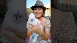 ТРИ мои НЕОБЫЧНЫЕ курочки 