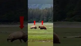 🦌🐻 Bear vs. Deer: A Fight! 