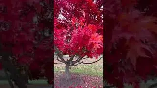 Japanese Maple in the fall.