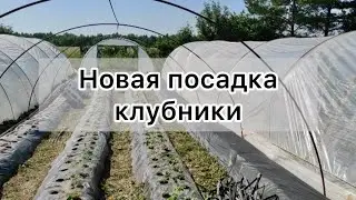 Новая посадка клубники. 2 июля 2024