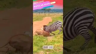 SINGA VS ZEBRA 🎃