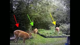 Trail cameras captured somting eating my garden