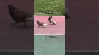 Утром в Ботаническом саду... Астана, 26.05.2023