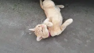 Симба встречает Папу))