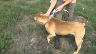 Bandúr