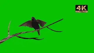 black bird singing song | bird green screen video