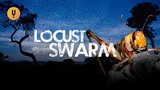 Fighting Back Against 2020's Massive Locust Swarms