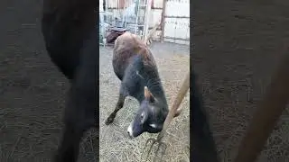 Бычок Бик соревнуется с хозяином