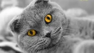 Смешные кроткие приколы!