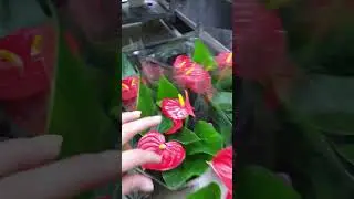 Антуриум Лили. Садовый центр Росток. Краснодар ул 40-летия Победы 129/2 #цветы