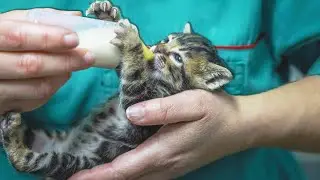 How To Become An RSPCA Worker | Animal Rescue School