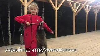 Танцы с собаками. Полина Ганжа и малинуа Сабур. 
