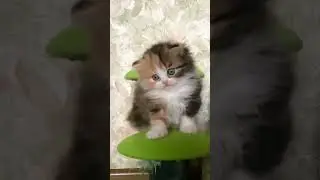 #котята