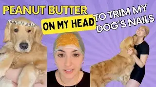 I put Peanut Butter on my Head to Trim my Dog's Nails | goldenbearollie