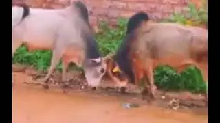 दो सांडों की लड़ाई में आदमी बीच में पड़ा | sando ki ladai | bailo ki ladai | bull fight village indian
