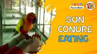 Sun Conure parrot eating