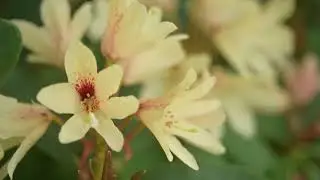 Color coordinating the garden