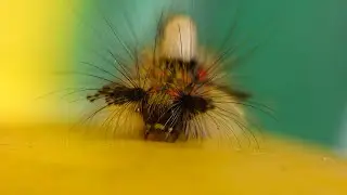 Caterpillar - Macro Shots
