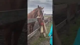 #конныйклуб Аллюр